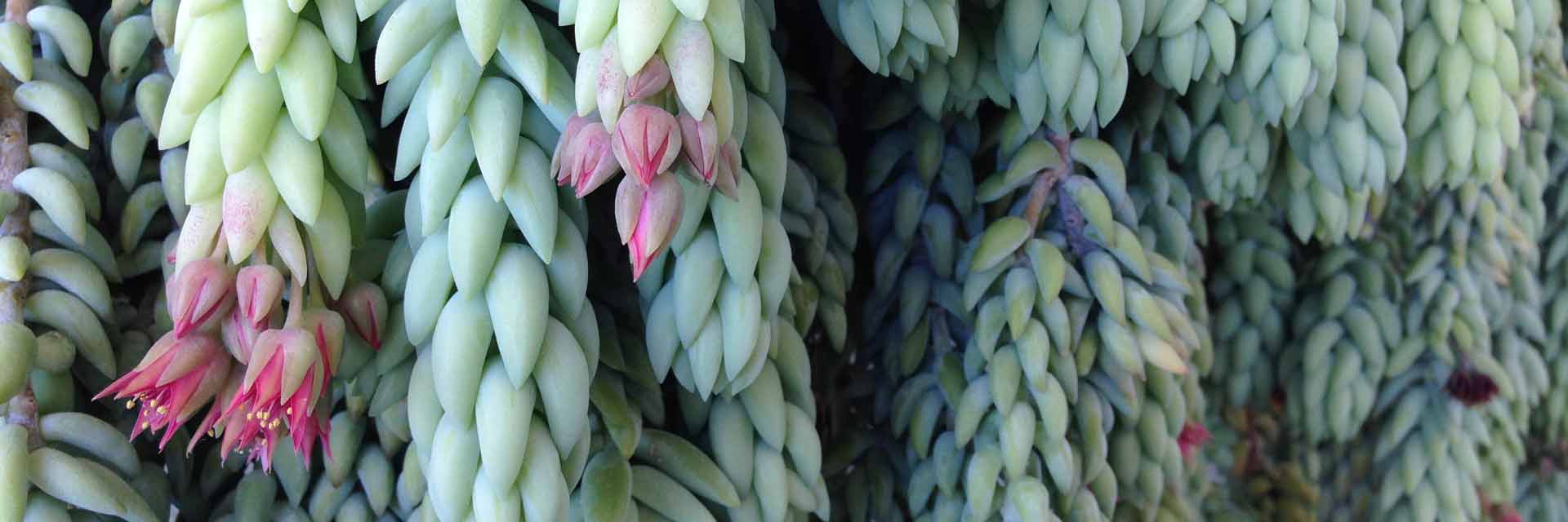 Flowers and plants