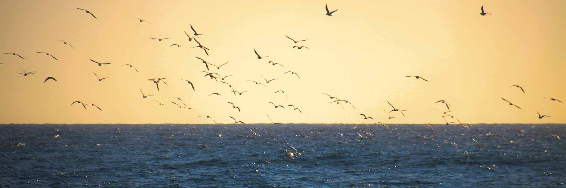 Seagulls at sunset